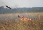 Incendiile de vegetaţie - un pericol pentru viaţă şi mediu