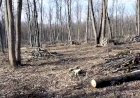 Legaţi la ochi pentru a nu vedea cum se fură  pădurea