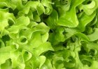 Salata verde