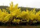 Forsythia - ploaia de aur
