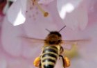 Zbor frânt pentru… insectele care polenizează