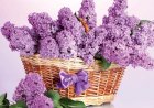 Liliacul, „floarea memoriei”