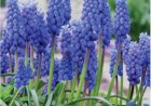 Muscari sau zambila strugure