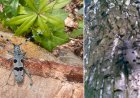 Croitorul alpin și croitorul cenușiu: insecte importante pentru sănătatea pădurilor
