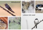 Cine cuibăreşte: rândunica sau lăstunul de casă?