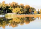 Plopul, arborele care curăţă aerul din oraşe