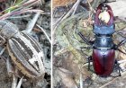 Rădașca și croitorul cu cruce - ați observat aceste insecte?