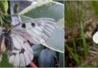 Fluturele apolon-negru și Albilița mică