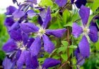 Clematita
