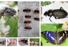 Anunț: concursul privind distribuția insectelor rare pe teritoriul Republicii Moldova s-a încheiat!