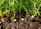 Pentru prima dată, piața mondială a produselor ecologice a depășit 100 miliarde de dolari