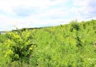 Reabilitarea ecologică a bazinului hidrografic Camenca