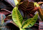 Crotonul (Codiaeum)