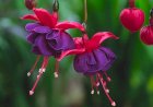 Fuchsia sau cercelușul