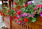 Muşcate cu flori bogate pentru casă şi grădină