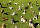 Sterilizarea câinilor: o problemă urgentă