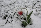 Iarna din aprilie