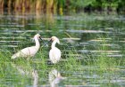 În „maternitatea naturii” de la Manta și Beleu