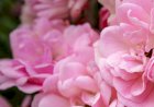 Cum se recoltează şi se usucă petalele de trandafir