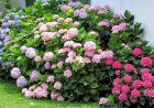 Hortensia (Hydrangea) - plantare și îngrijire