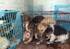 8,5 milioane de lei pentru întreținerea Necropolei de câini. De ce societatea civilă nu e de acord