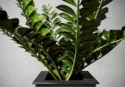 Zamioculcas, îngrijire și cultivare