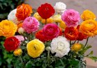 Piciorul cocoșului (Ranunculus)