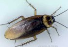 Gândacul de bucătărie american – insectă invazivă şi dăunătoare