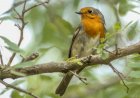 5 modalități simple pentru a ajuta păsările sălbatice