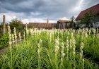 Cum să cultivi tuberose