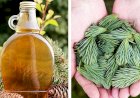 Balsamuri şi alifii din conifere împotriva bolilor anotimpului rece