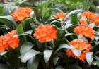 Crinul iernii (Clivia miniata)
