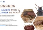 Ați găsit insecte în icoanele din casă? Participați la acest concurs inedit!