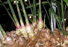 FRUMUSEŢE: Clubul dietelor de slăbit