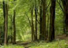 De la 11% la 25%. Ce trebuie să facem pentru a avea mai multe păduri?