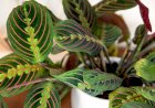CASA  ŞI  FAMILIA TA: Pe pervazul cu flori Maranta, planta care se roagă