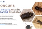 Ați găsit aceste insecte în icoanele din casă? Cariul lemnului de stejar și cariul lemnului de rășinoase