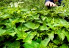 Urzicile, benefice pentru detoxifiere și slăbire sănătoasă