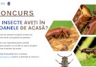 Cariul scoartei de pin și cariul de parchet: ați găsit aceste insecte în icoanele din casă?