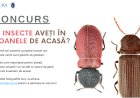 Ați găsit aceste insecte în icoanele din casă?