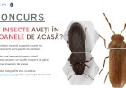 Ați găsit aceste insecte în icoanele din casă?