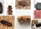 Lemnul - sursă de hrană și mediu de trai pentru insectele xilofage