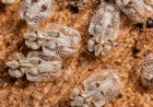 Invazie de insecte
