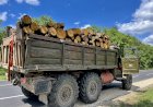 LEMNE FĂRĂ RESTRICŢII ÎN ACEST SEZON