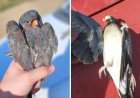 Se împușcă specii de păsări incluse în Cartea Roșie