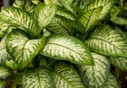 Dieffenbachia, informații și sfaturi de îngrijire