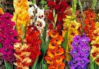 Gladiola, regina lunii lui cuptor