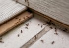 Regulile de aur ale bunicii (despre  metodele naturale pentru înlăturarea insectelor din locuință)