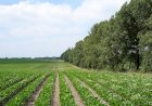 Arșița extremă și seceta pot fi prevenite prin plantarea pădurilor și perdelelor forestiere