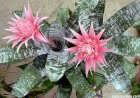 Aechmea fasciata